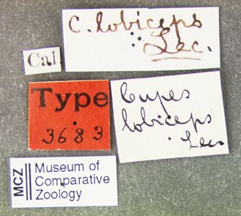Media type: image;   Entomology 3683 Aspect: labels